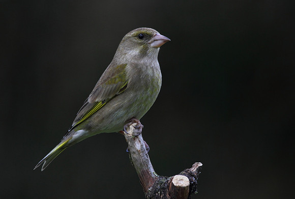 Female Greenfinch