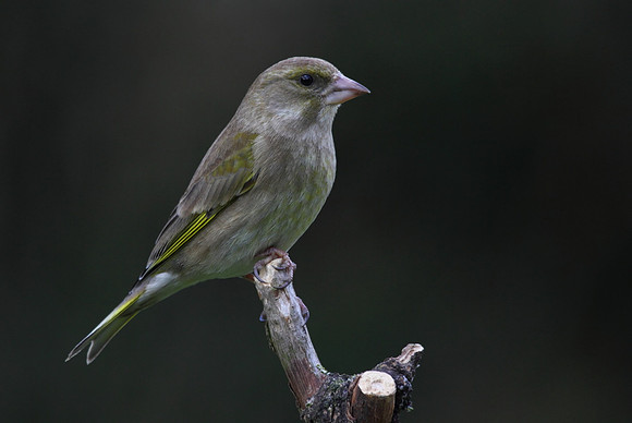Female Greenfinch