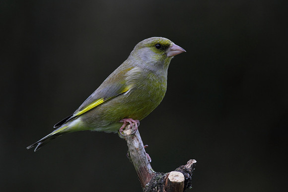Male Greenfinch