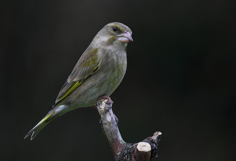 Female Greenfinch