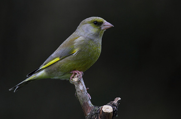 Male Greenfinch