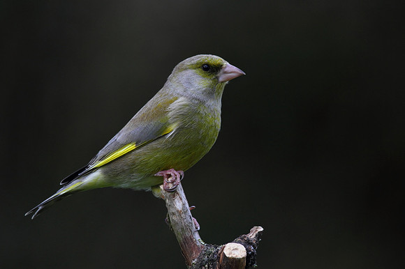 Male Greenfinch