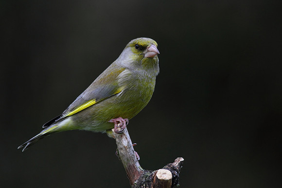 Male Greenfinch