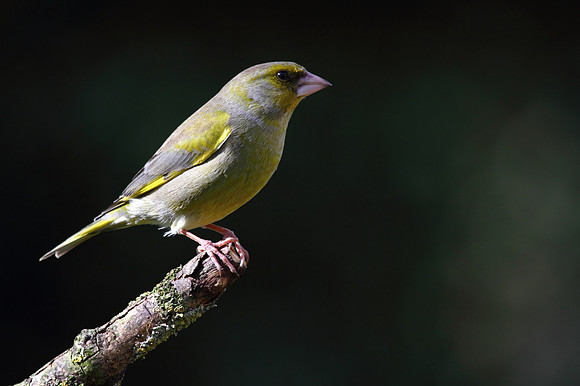 Male Greenfinch