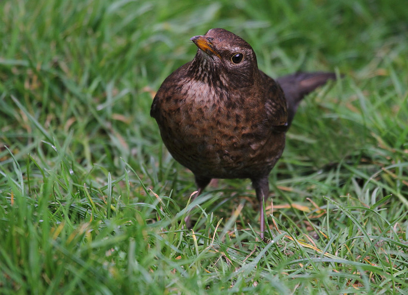 Female Blackbird