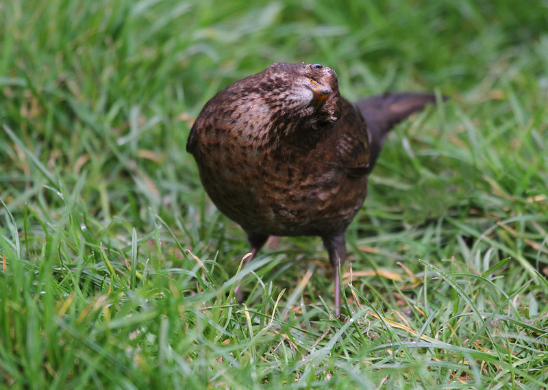 Female Blackbird