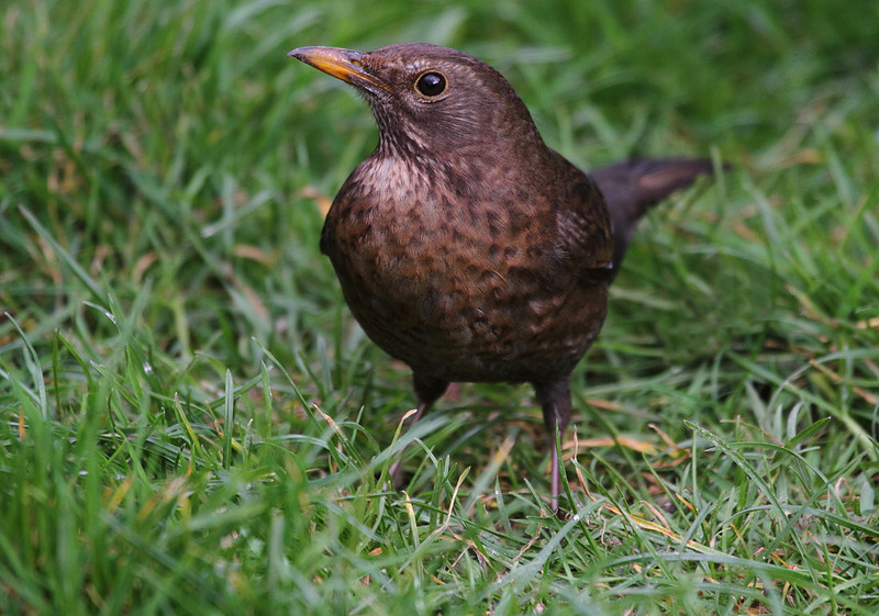 Female Blackbird