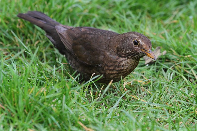 Female Blackbird