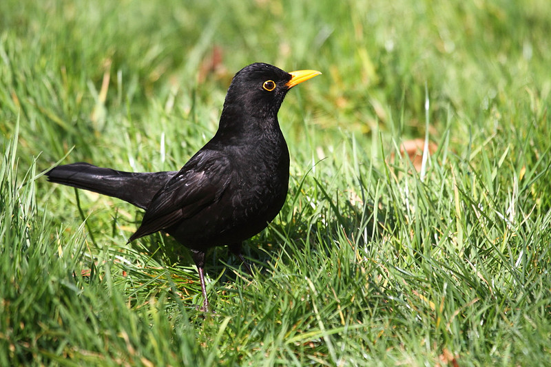 Male Blackbird