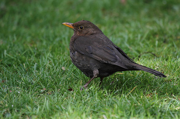 Female Blackbird