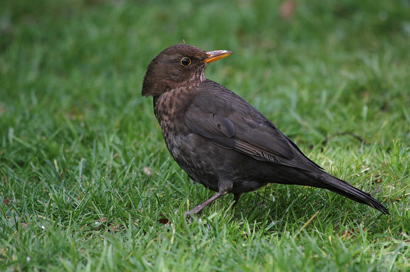 Female Blackbird