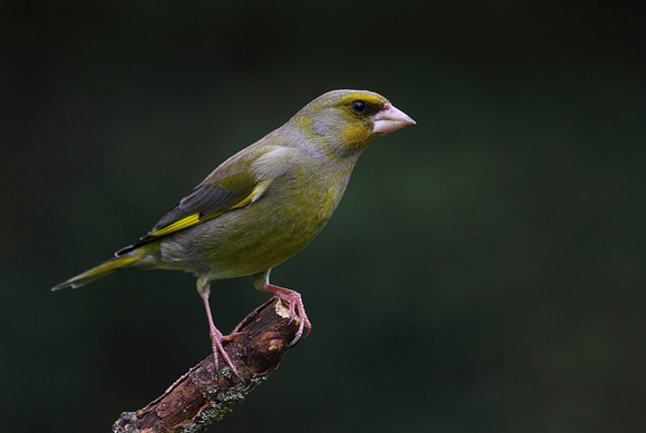 Male Greenfinch