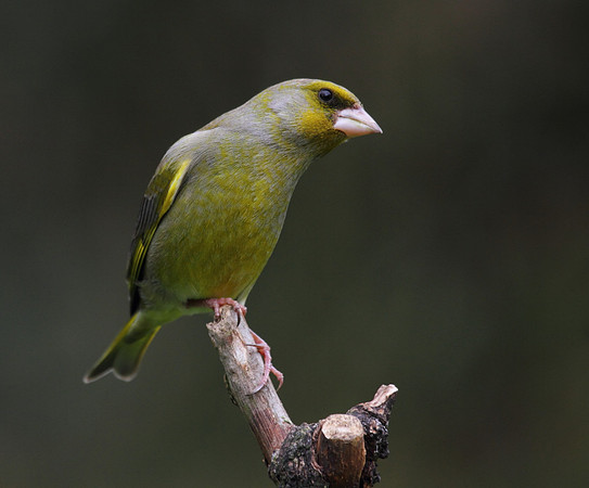 Male Greenfinch