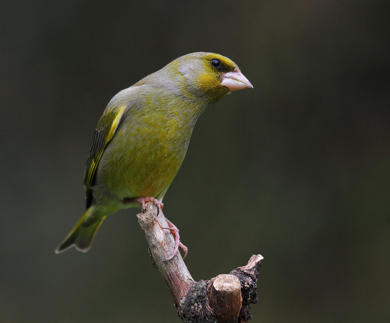 Male Greenfinch