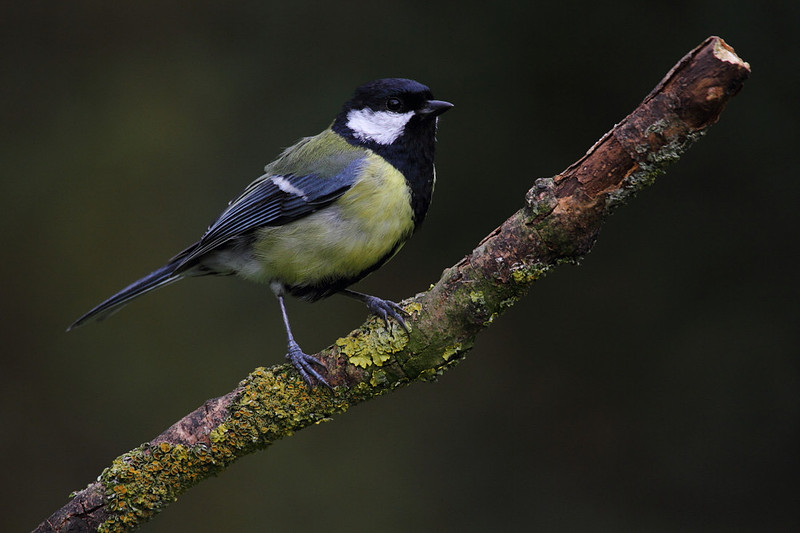 Great Tit