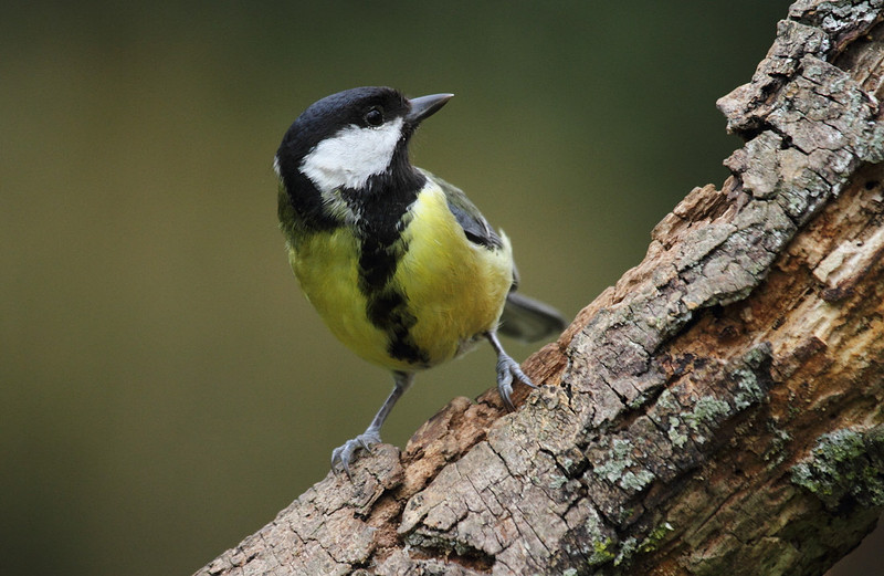 Great Tit