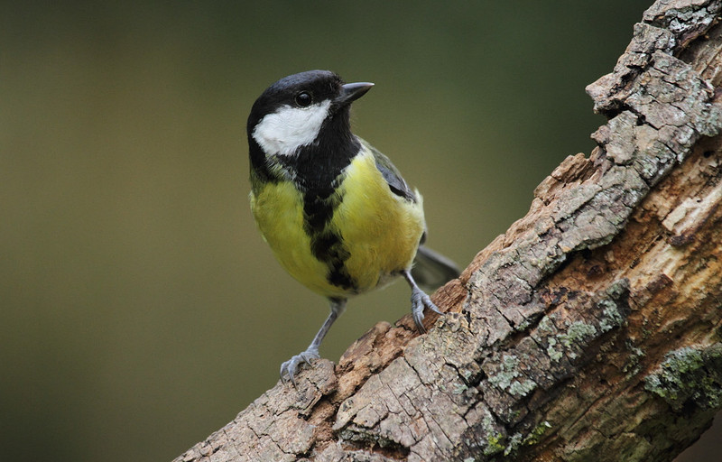 Great Tit