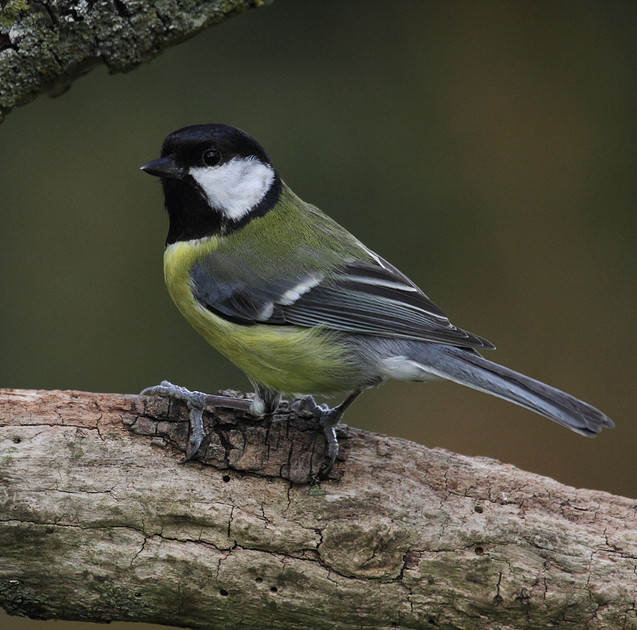 Great Tit