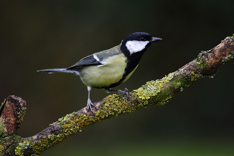 Great Tit