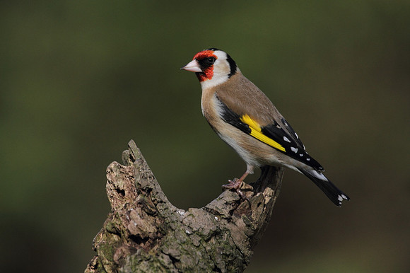 Goldfinch