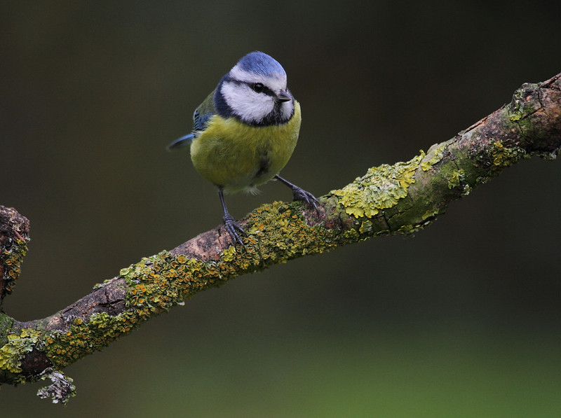 Blue Tit