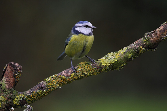 Blue Tit