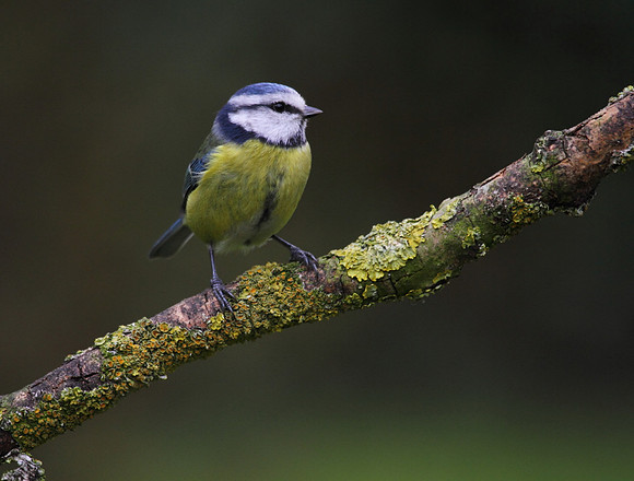 Blue Tit
