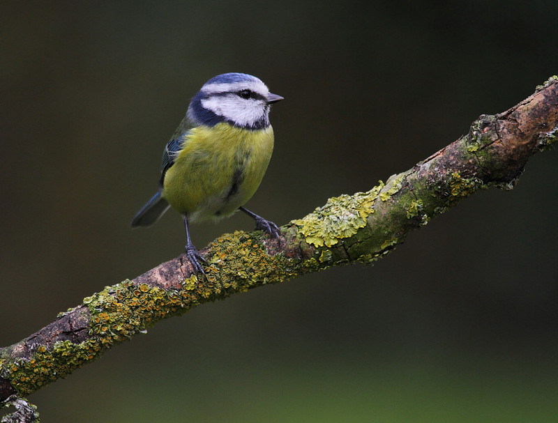 Blue Tit