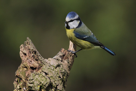 Blue Tit
