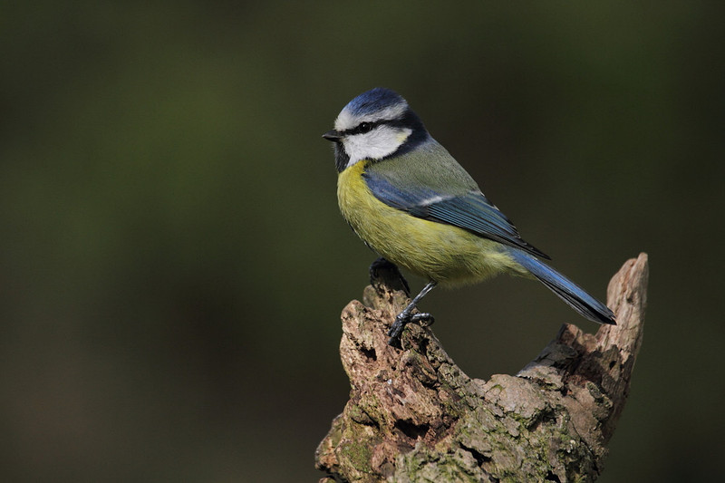 Blue Tit