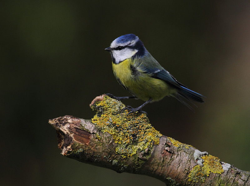 Blue Tit
