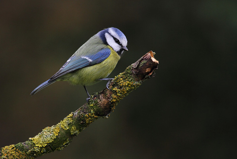 Blue Tit