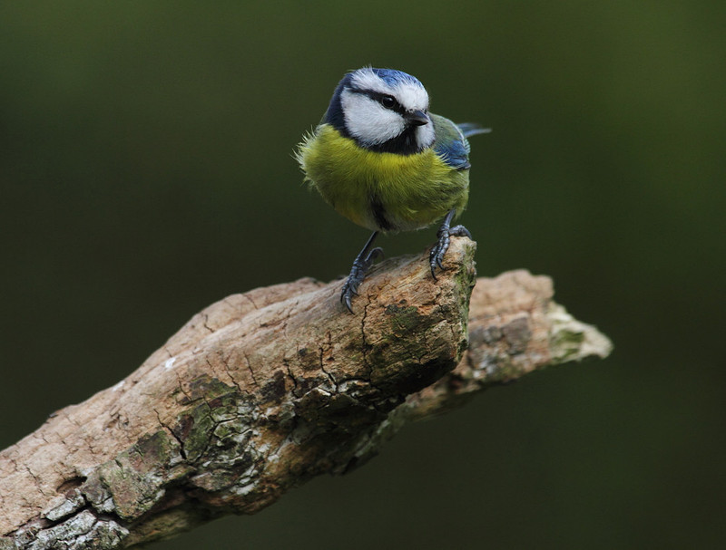 Blue Tit