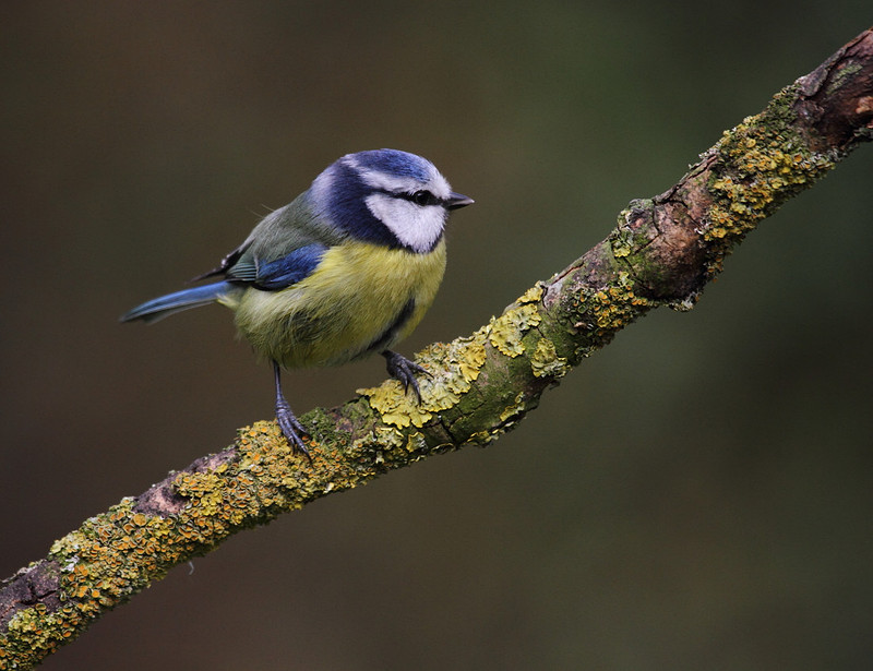 Blue Tit