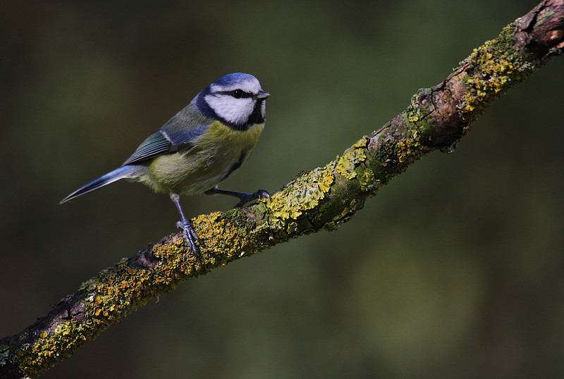 Blue Tit