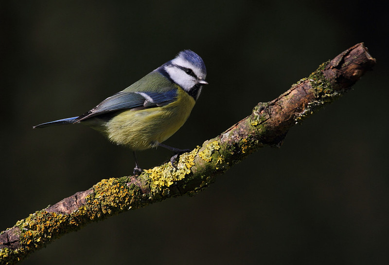 Blue Tit