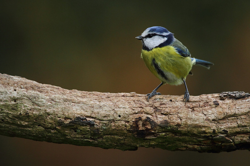 Blue Tit