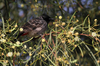 Red Vented Bulbul