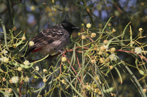 Red Vented Bulbul