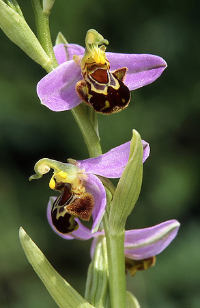 Bee Orchid
