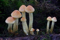 Sulphur Tufts