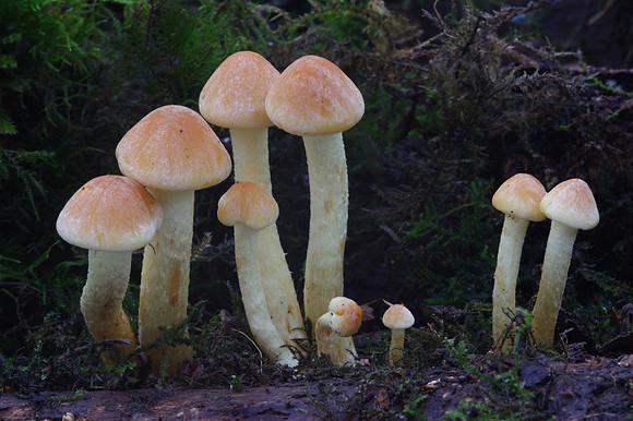 Sulphur Tufts