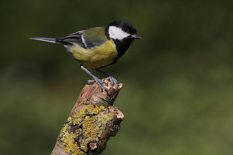 Great Tit