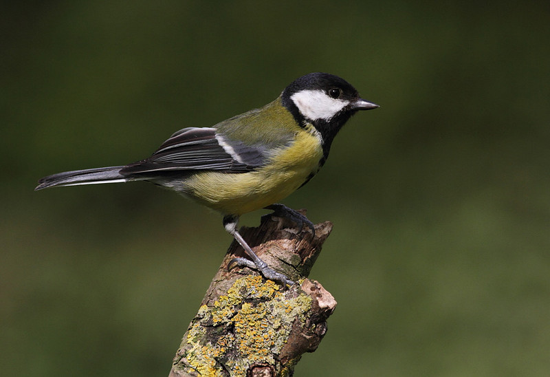 Great Tit