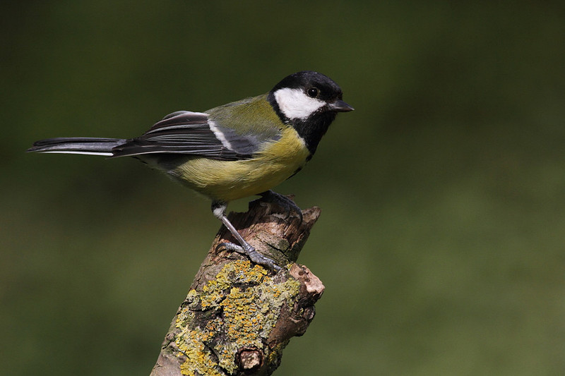 Great Tit