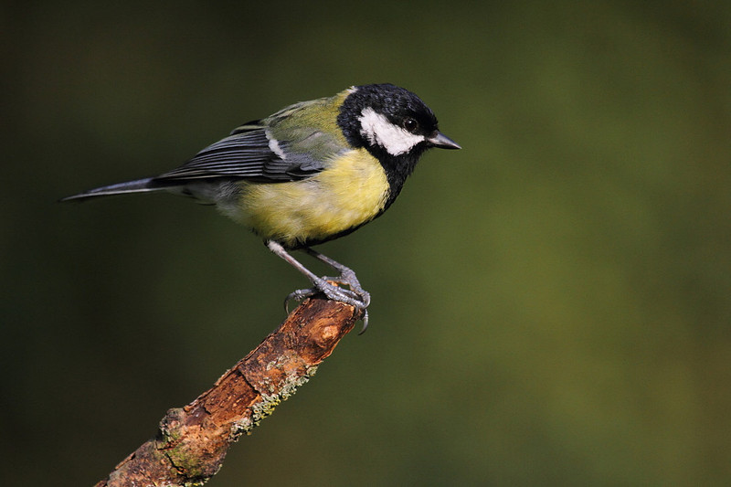 Great Tit