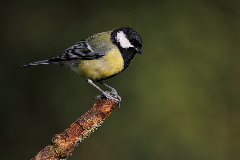 Great Tit