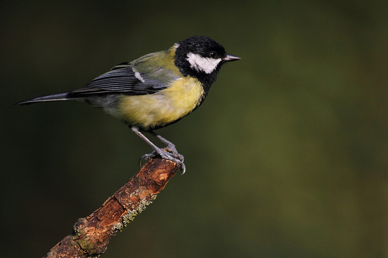 Great Tit