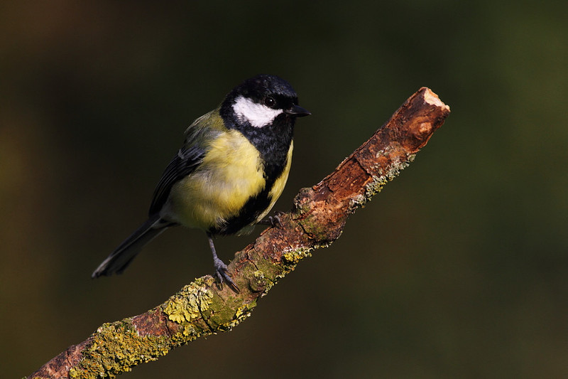 Great Tit