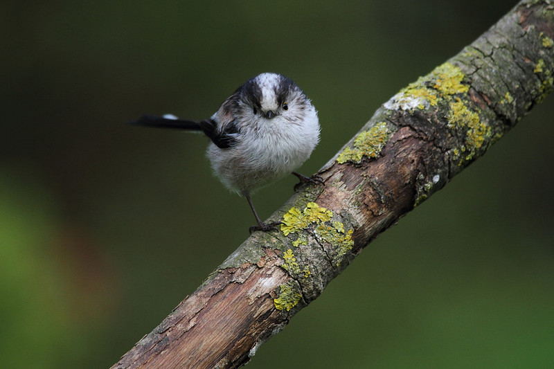 Long Tailed Tit